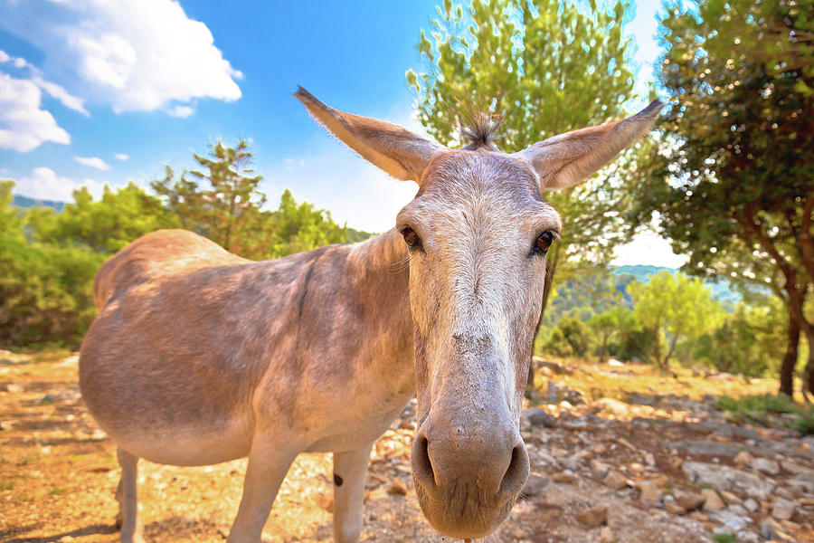 Dalmatian island donkey in nature Photograph by Brch Photography