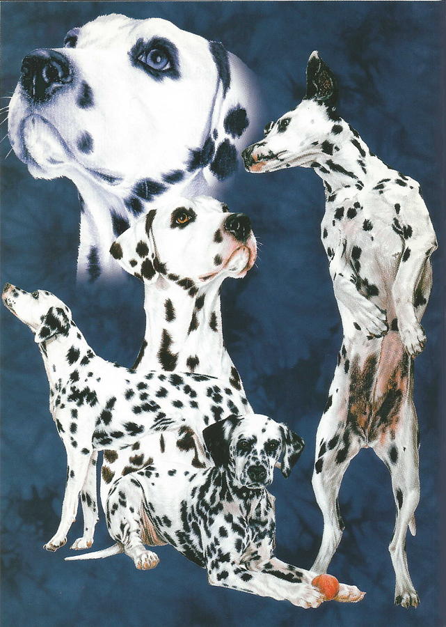 Dalmatian Alteration Drawing by Barbara Keith