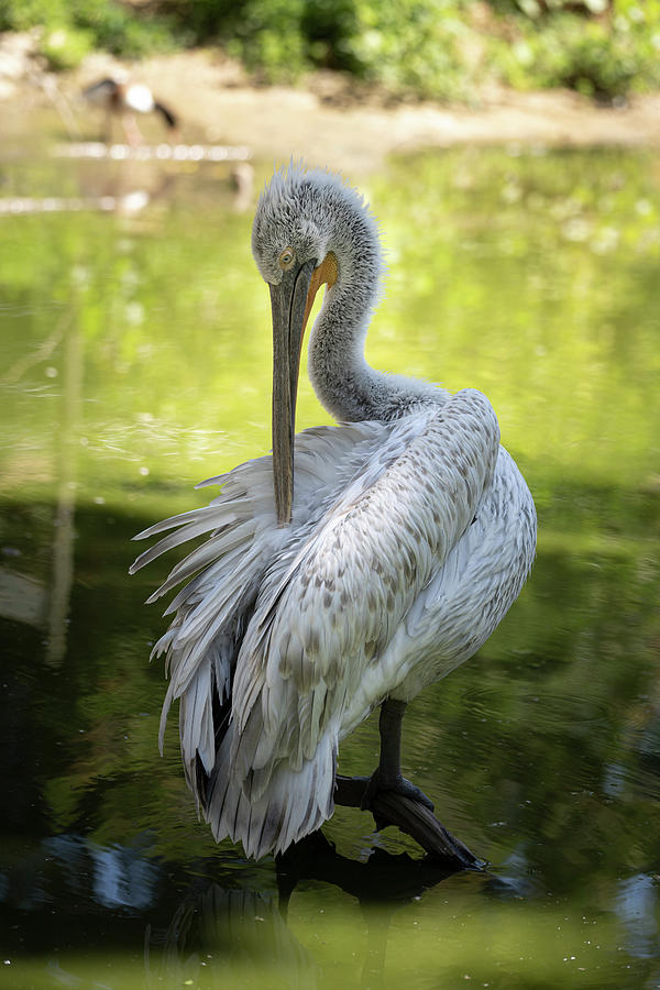 Pelican Photograph - Dalmatian Pelican Cleans Its Feathers In A Swamp by Cavan Images