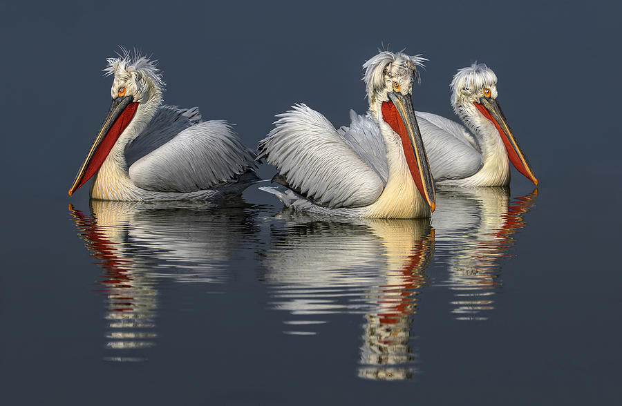 Bird Photograph - Dalmatian Pelicans And Reflections by Xavier Ortega