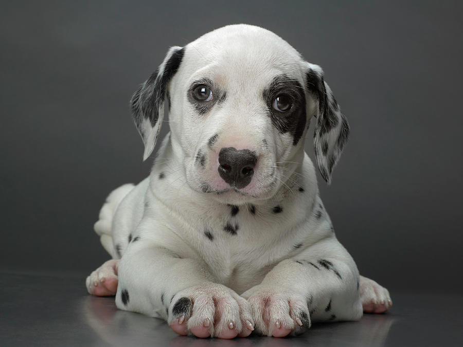Dalmatian Puppy Lying Down, Head Photograph by Coneyl Jay
