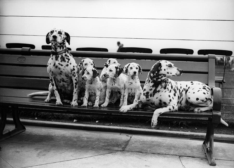 Dalmatian Pups Photograph by Fox Photos