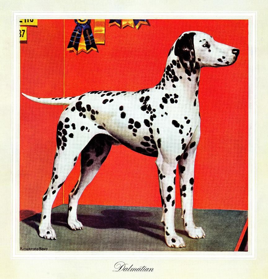 Dalmatians Drawing by Rutherford Boyd