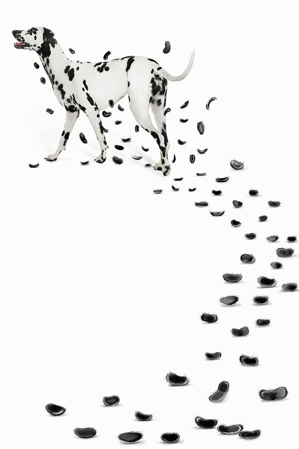 Dalmation Losing Spots Photograph by Gandee Vasan