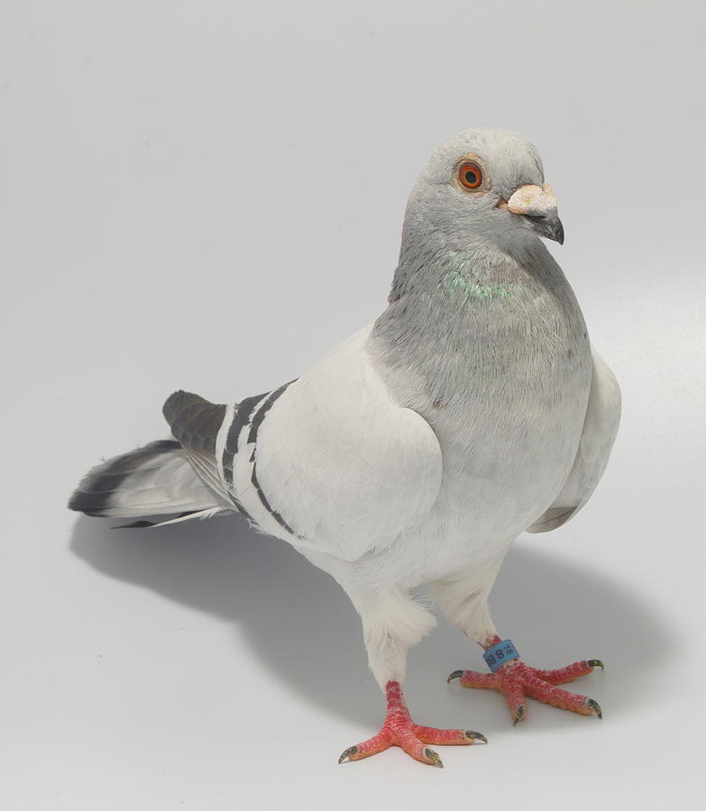 Damascene Pigeon by Nathan Abbott Damascene Pigeon by Nathan Abbott