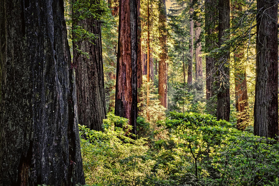 Damnation Creek Redwood Forest Photograph by Stuart Litoff