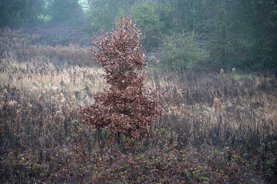 Damp soft light November by Jerry Daniel Damp soft light November by Jerry Daniel