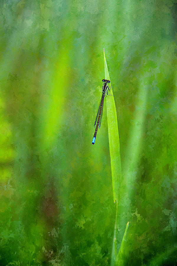 Damsel Dragonfly Photograph by Cindi Ressler