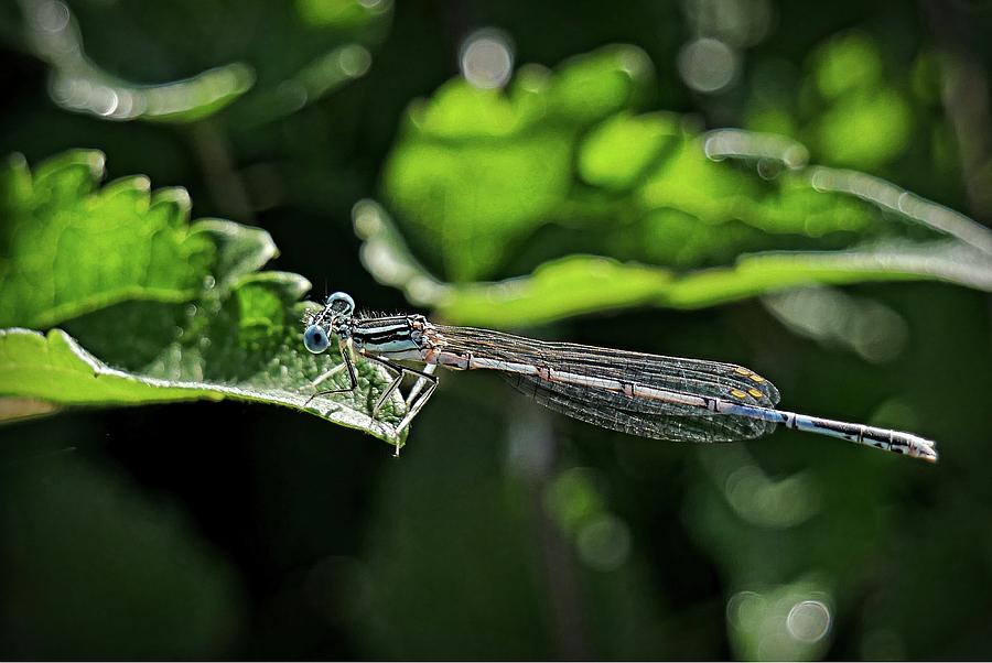 Damsel fly Photograph by Martin Smith