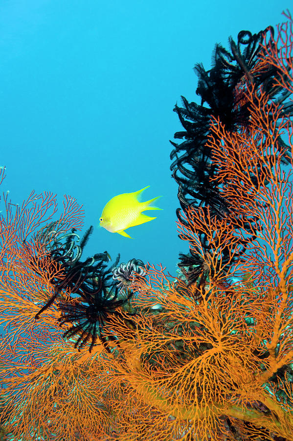 Damselfish And Seafan Photograph by Michele Westmorland