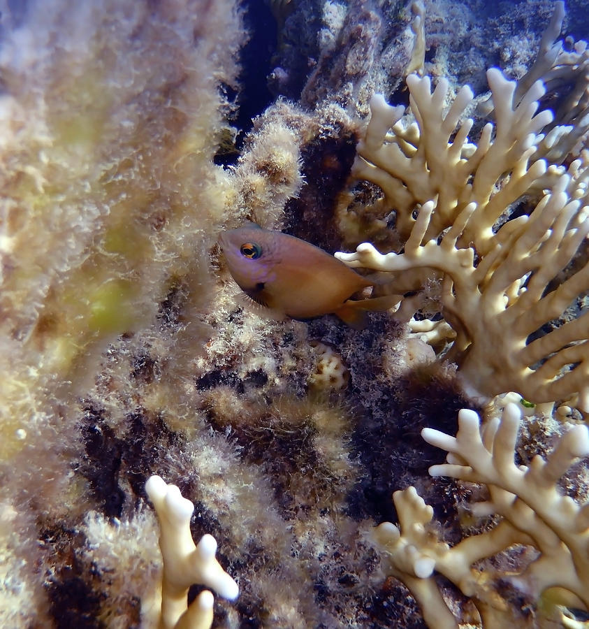 Damselfish Are Cute Little Fellows In The Red Sea Photograph by Johanna Hurmerinta