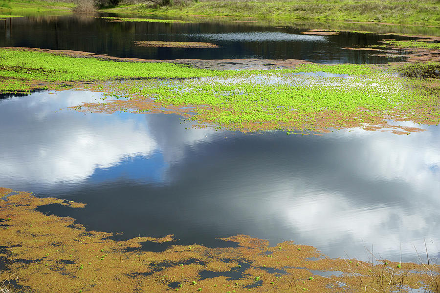 Damselfly Pond - 19 4497 by Tari Kerss Damselfly Pond - 19 4497 by Tari Kerss