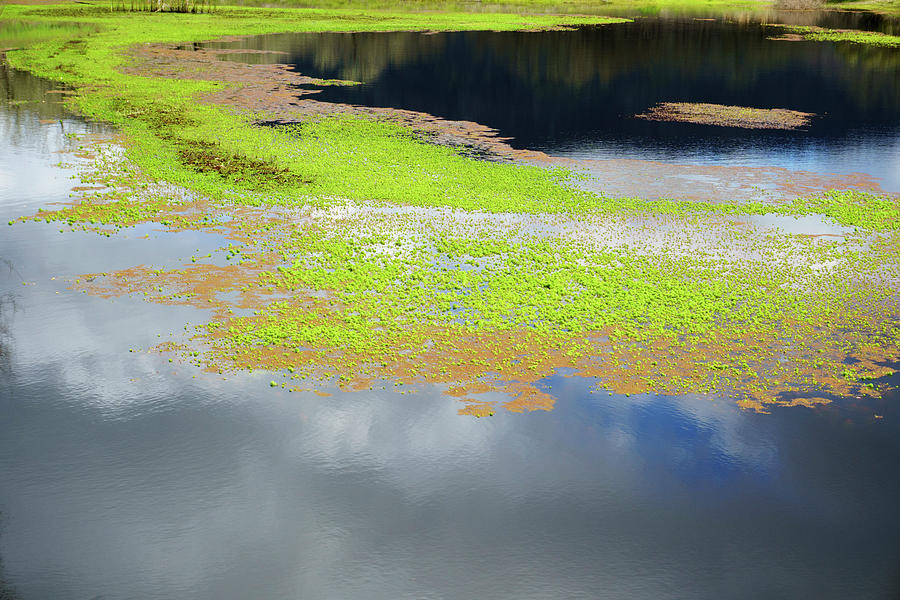 Damselfly Pond - 19 4503 by Tari Kerss Damselfly Pond - 19 4503 by Tari Kerss