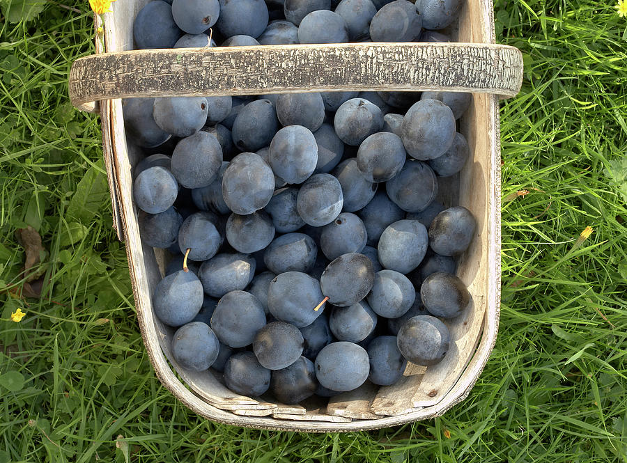 Damsons In A Basket Trug, High View Photograph by Simon Battensby