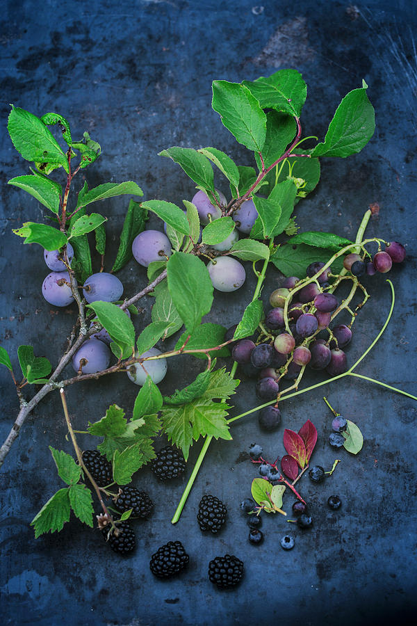 Damsons, Red Grapes And Blackberries With Stems Photograph by Tina Engel