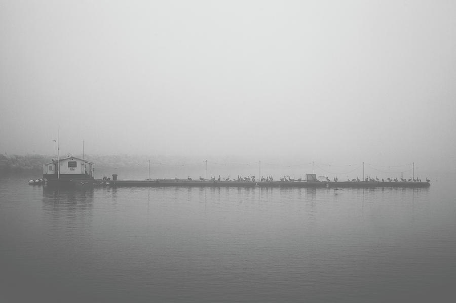 Dana Point California Birds on Pier in Fog Black and White  Photograph by Catherine Walters