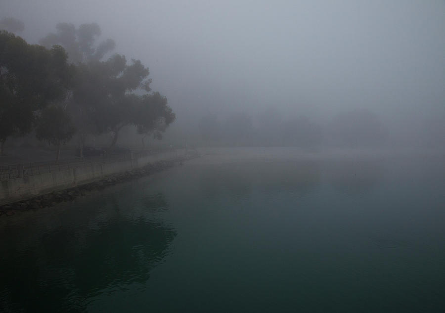 Dana Point California Trees in Fog Photograph by Catherine Walters