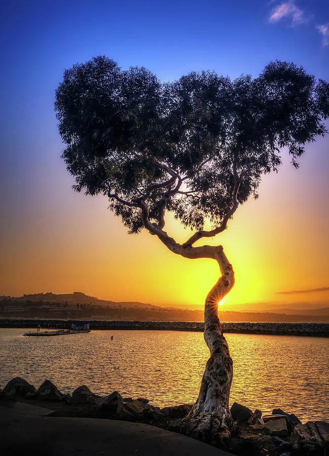 Sunset Photograph - Dana Point Harbor Heart Tree by Lonnie Christopher