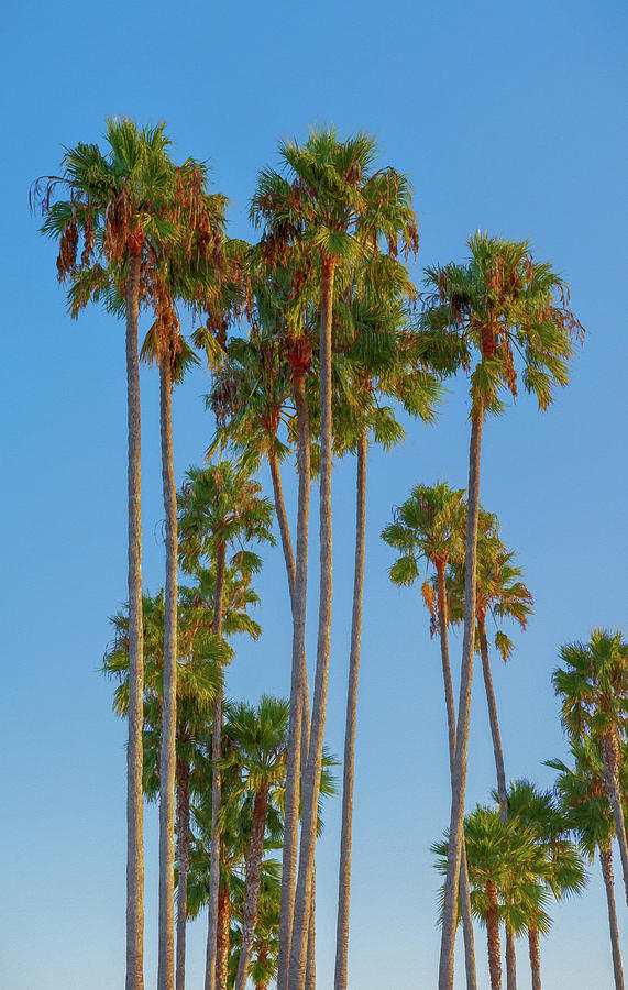 Dana Point Palms Painting by Lonnie Christopher - Fine Art America