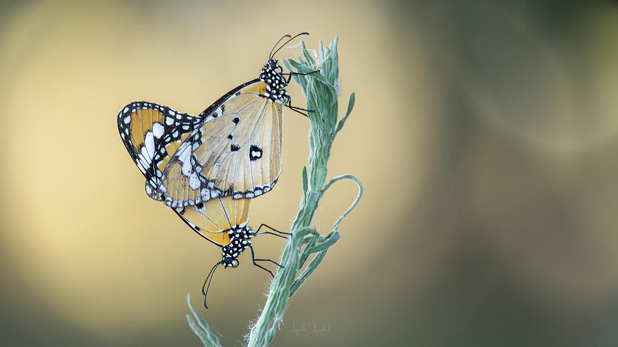 Danaus Chrysippus Deep In Love Photograph By Ayoub Shawkat | Fine Art