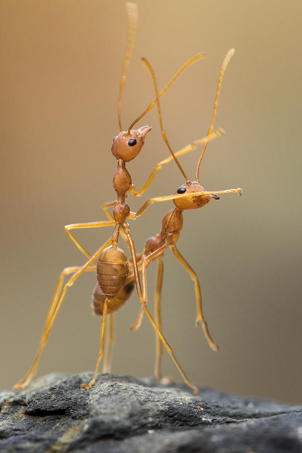 Ant Photograph - Dance Ants by Hendy Mp