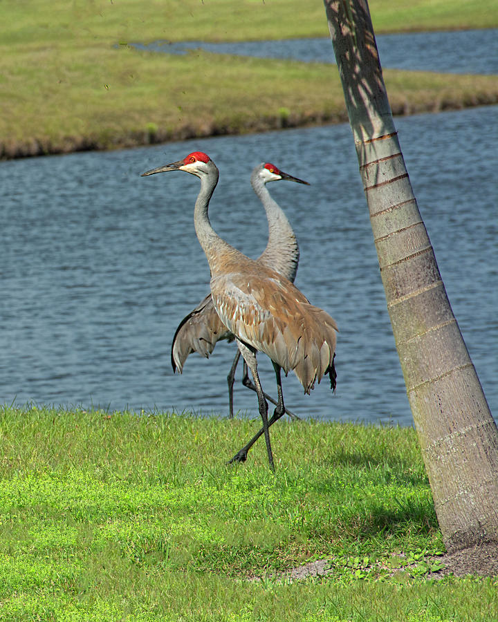 Dance for Two Sandhill Cranes Photograph by Mitch Spence