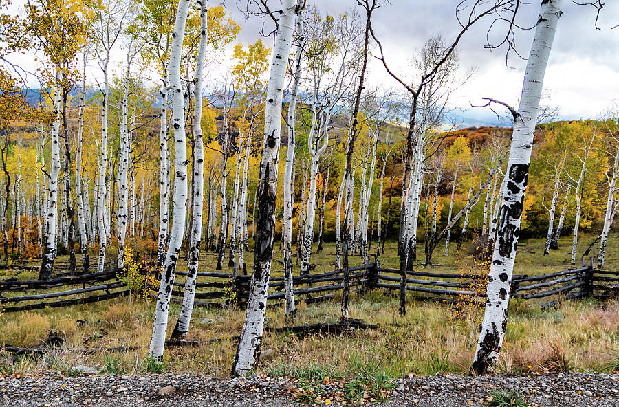 Dance of the Aspens Photograph by Norma Brandsberg