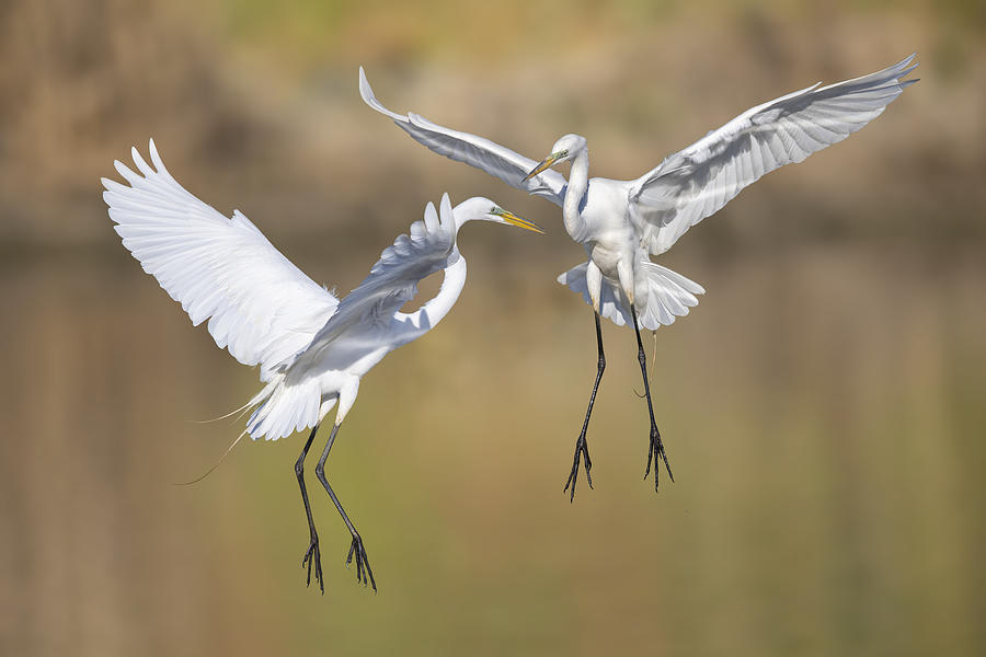 Dance Of The Egrets Photograph by Mountain Cloud