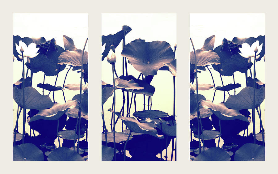Flower Photograph - Dance of the Lotus Triptych by Jessica Jenney
