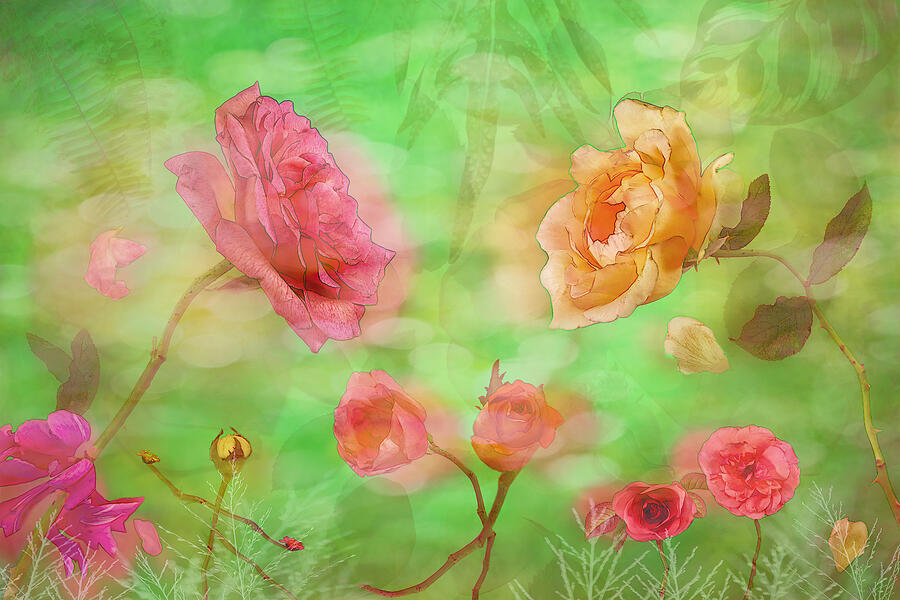Flower Photograph - Dance Of The Roses by Michele Jackson