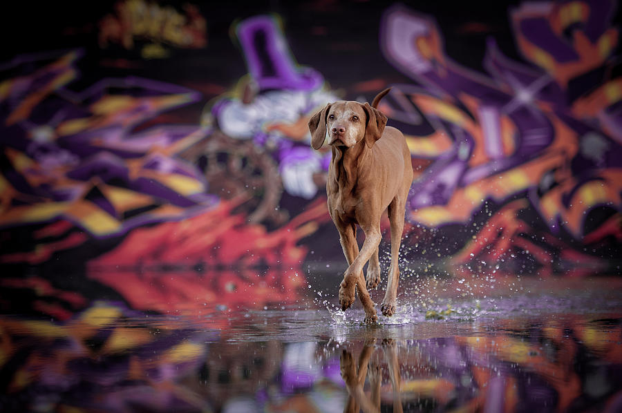 Dog Photograph - Dancer In The Dark by Heike Willers