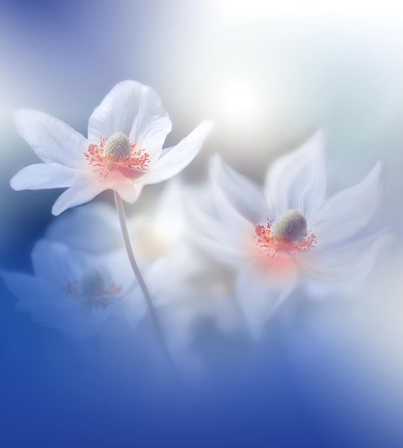 Abstract Photograph - Dancers In My Mind.. by Juliana Nan