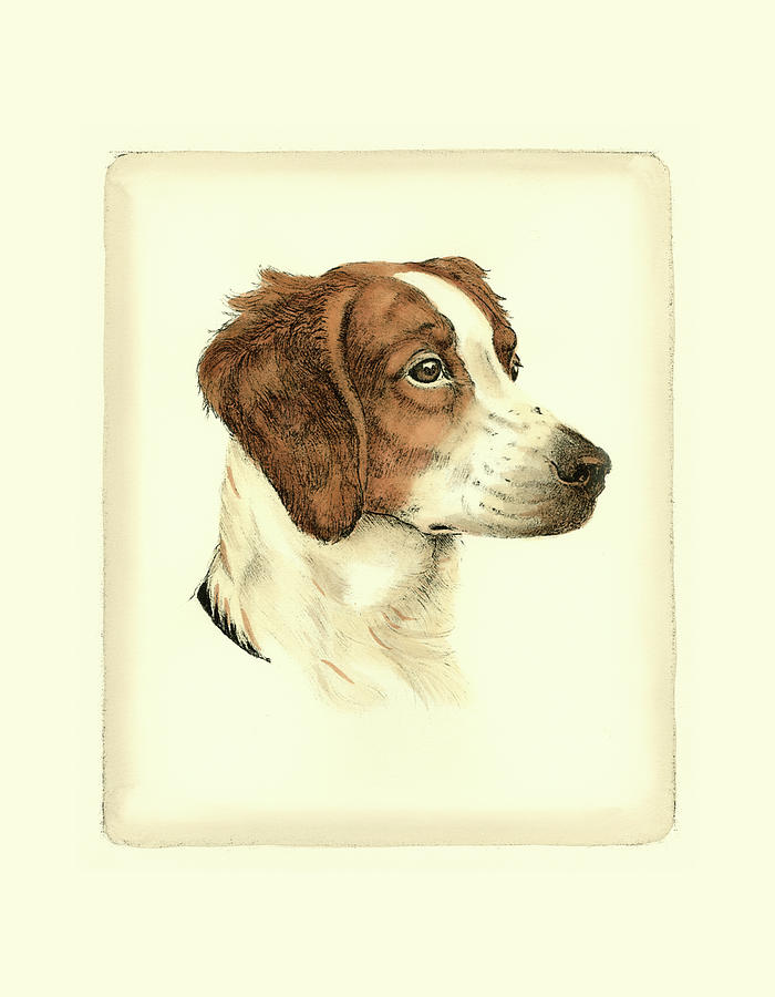 Dog Painting - Danchin Brittany Spaniel by Danchin
