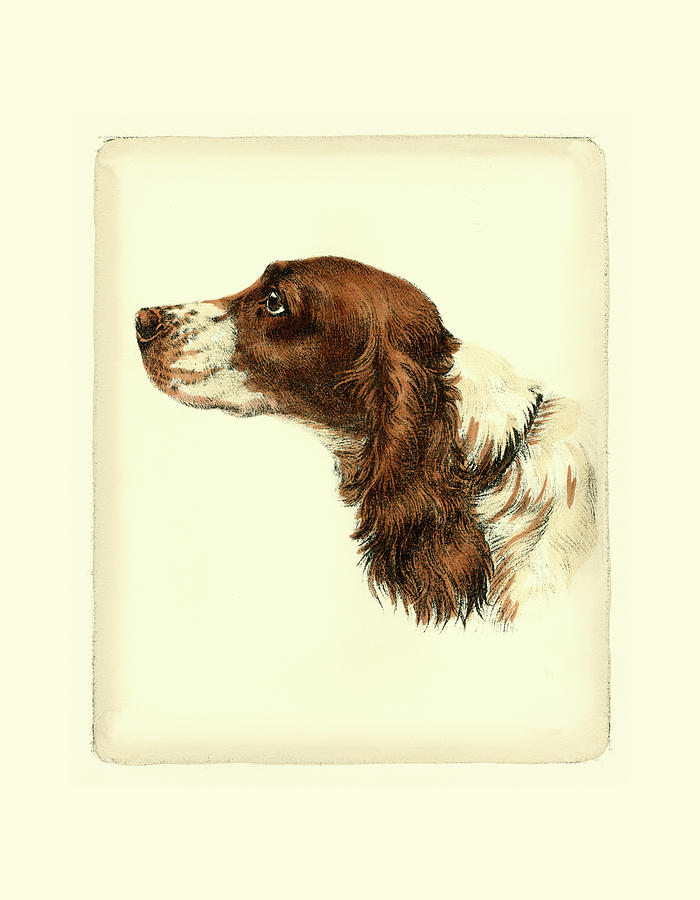 Dog Painting - Danchin Cocker Spaniel by Danchin