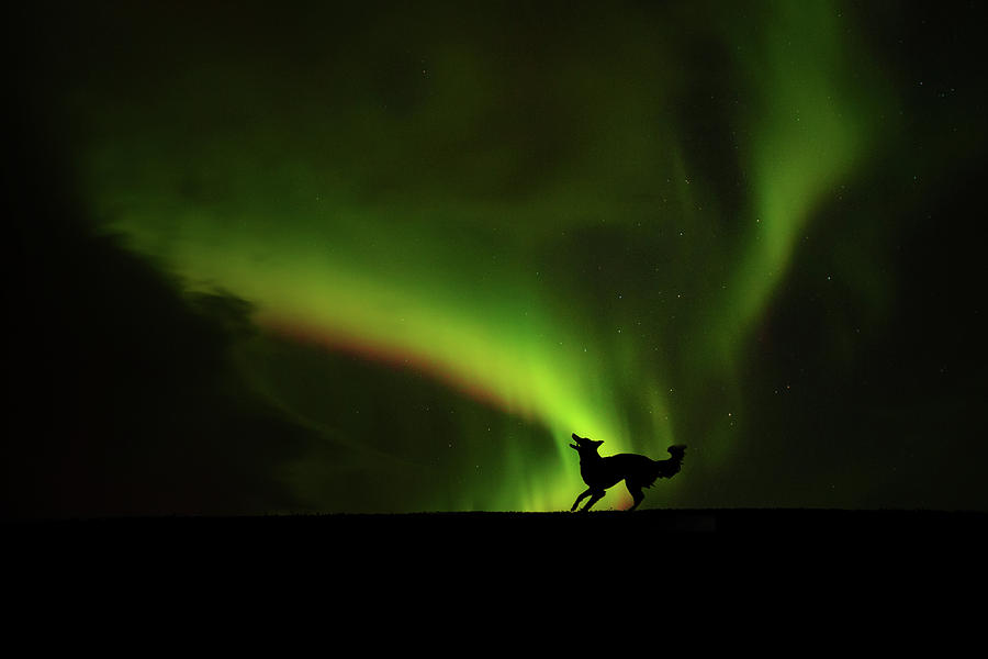 Dancin Under Aurora Photograph by Alicja Zmyslowska - Fine Art America