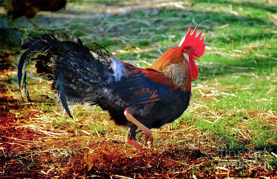 Dancing a Jig. .. Rooster Photograph by Elaine Manley