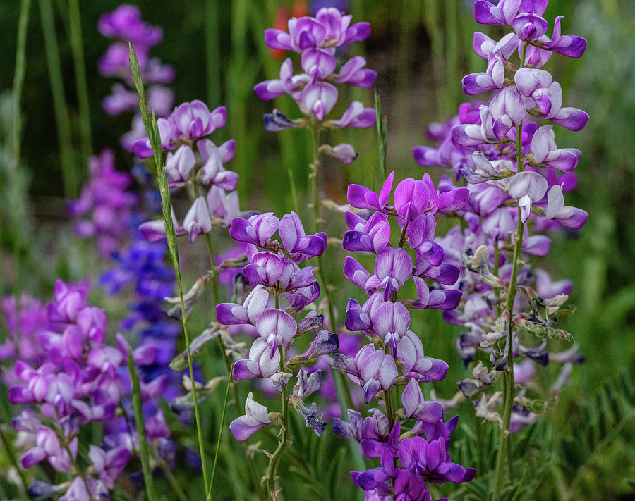 Dancing Among The Wildflowers by Jaquita Watters Dancing Among The Wildflowers by Jaquita Watters