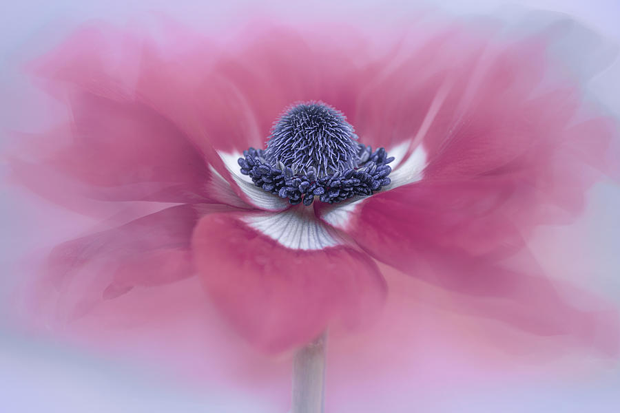 Flowers Still Life Photograph - Dancing Anemone by Lydia Jacobs