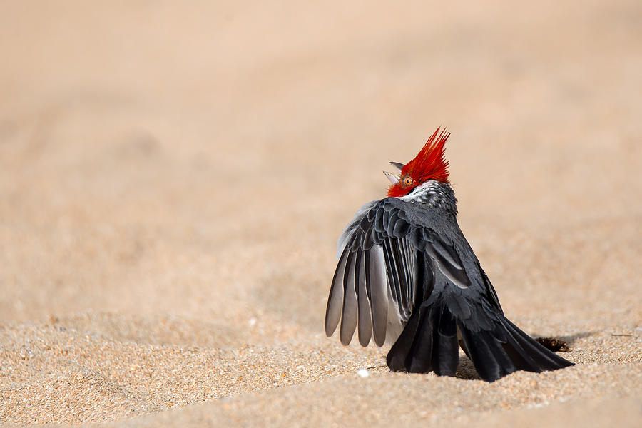 Dancing Bird Photograph by Alessandro Catta