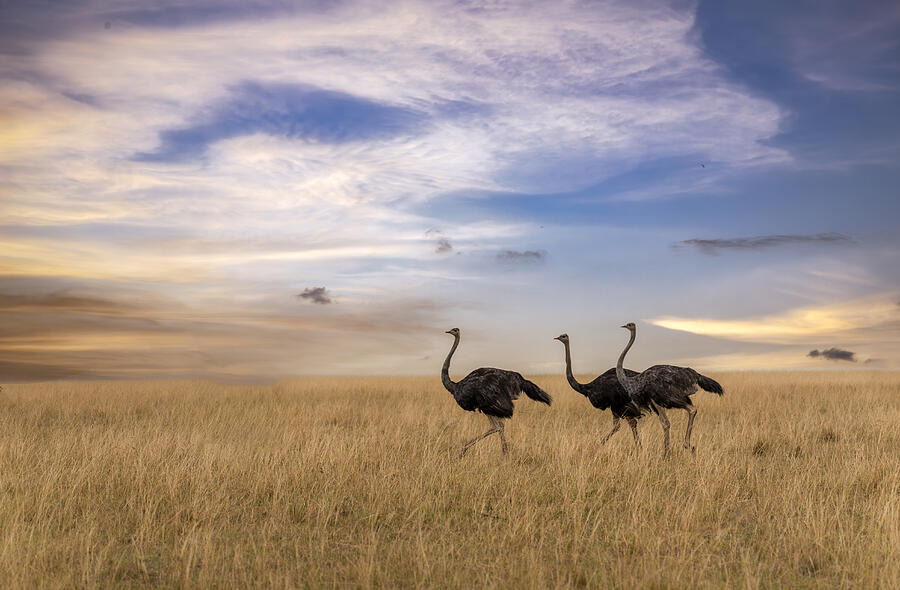 Ostrich Photograph - Dancing Birds by Anita Singh