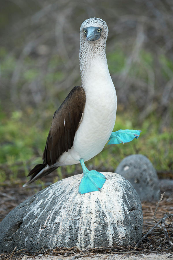 Dancing Blue Footed Booby Photograph by Tui De Roy