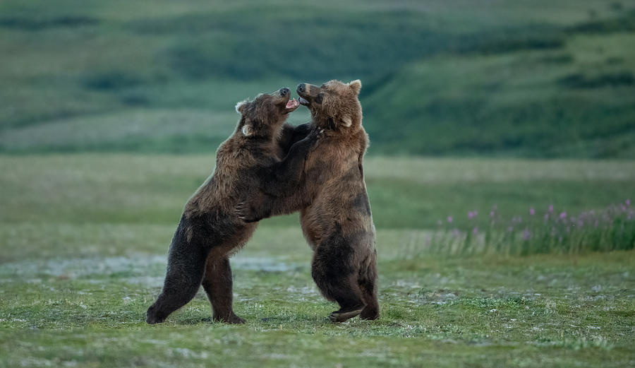 Bear Photograph - Dancing by Chao Feng ??