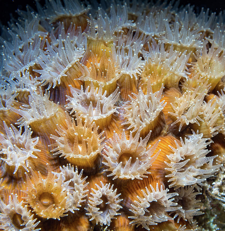 Dancing Coral Photograph by Jean Noren