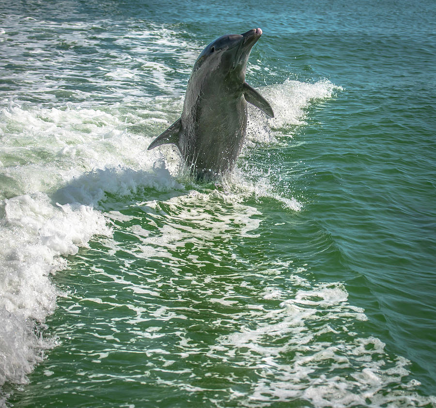 Dancing Dolphin Photograph by Debra Kewley