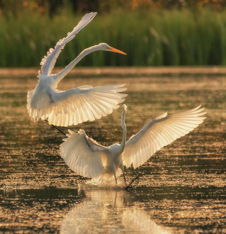 Dancing Egrets by Richard Kopchock Dancing Egrets by Richard Kopchock