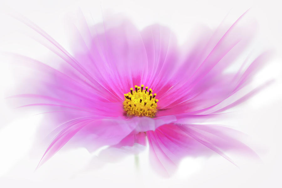Flower Photograph - Dancing Flower Deep Pink Cosmos by Cora Niele