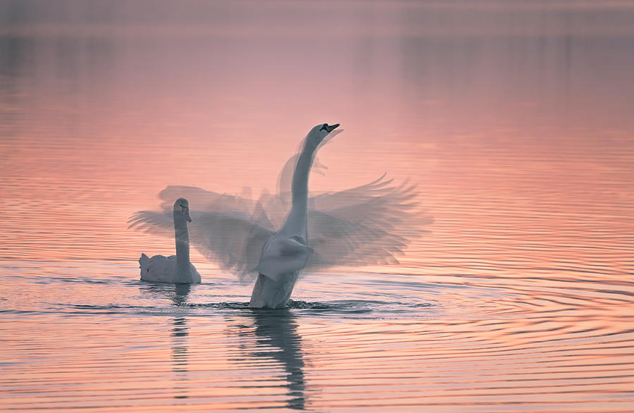 Swan Photograph - Dancing For You by Aidong Ning