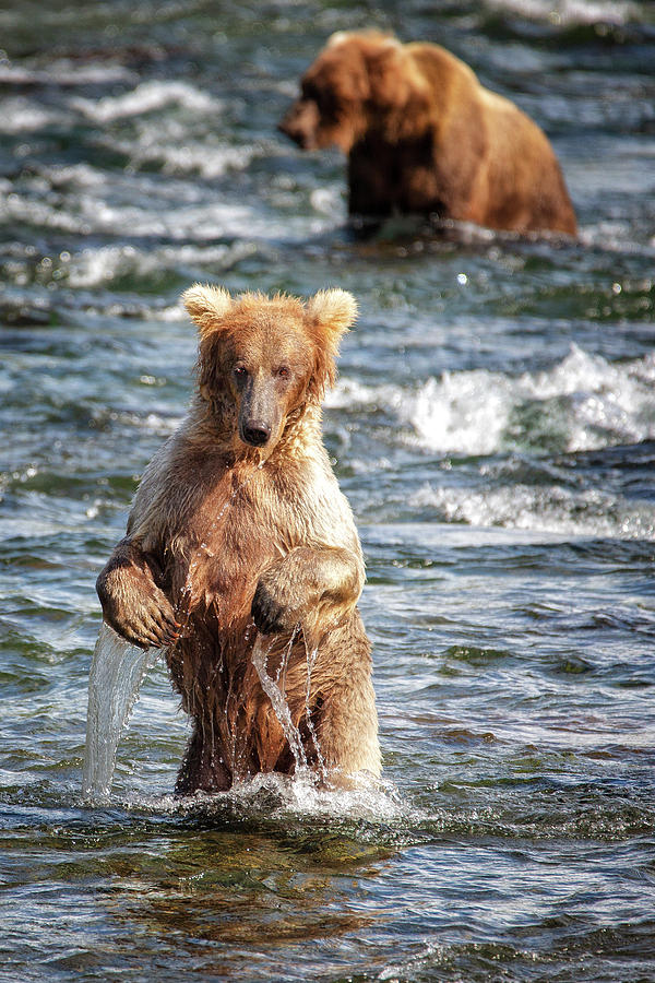 Dancing Grizzly Bear 1 Photograph by Alex Mironyuk - Fine Art America