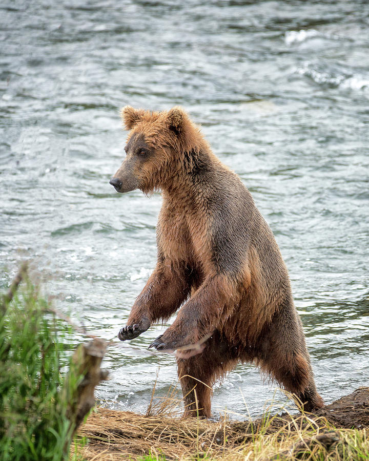 Dancing Grizzly Bear Photograph by Alex Mironyuk - Fine Art America