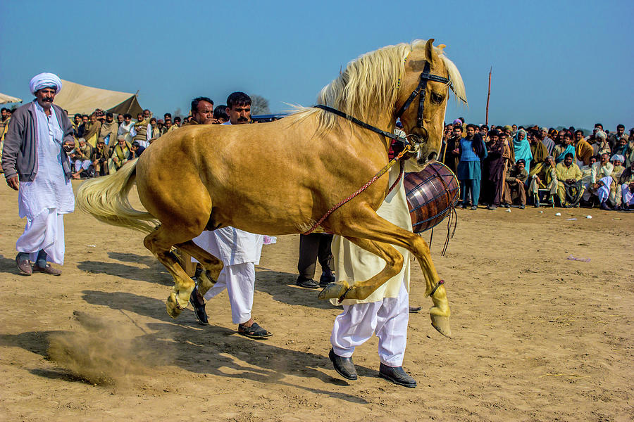 dancing-horse-photograph-by-iftikhar-ahmed-fine-art-america